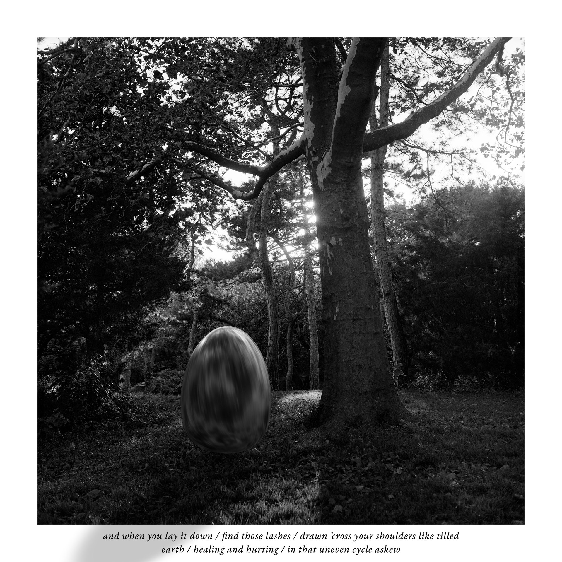 Three Trees Standing Tall as Time